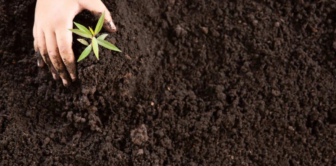 child hands holding caring young green plant Ozel