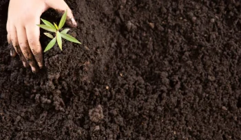 child hands holding caring young green plant Ozel