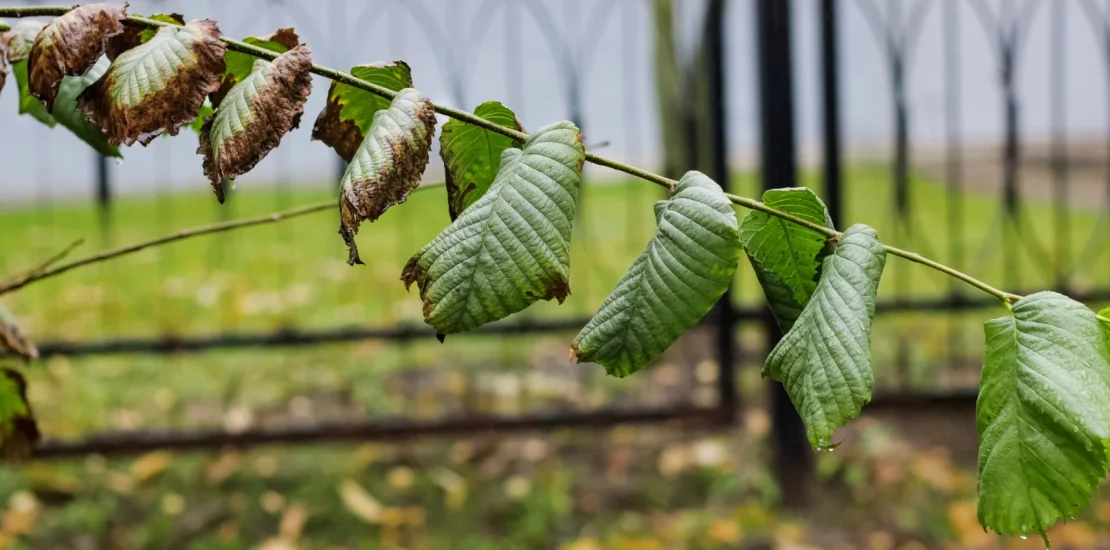 green leaves tree branches with dew drops Ozel