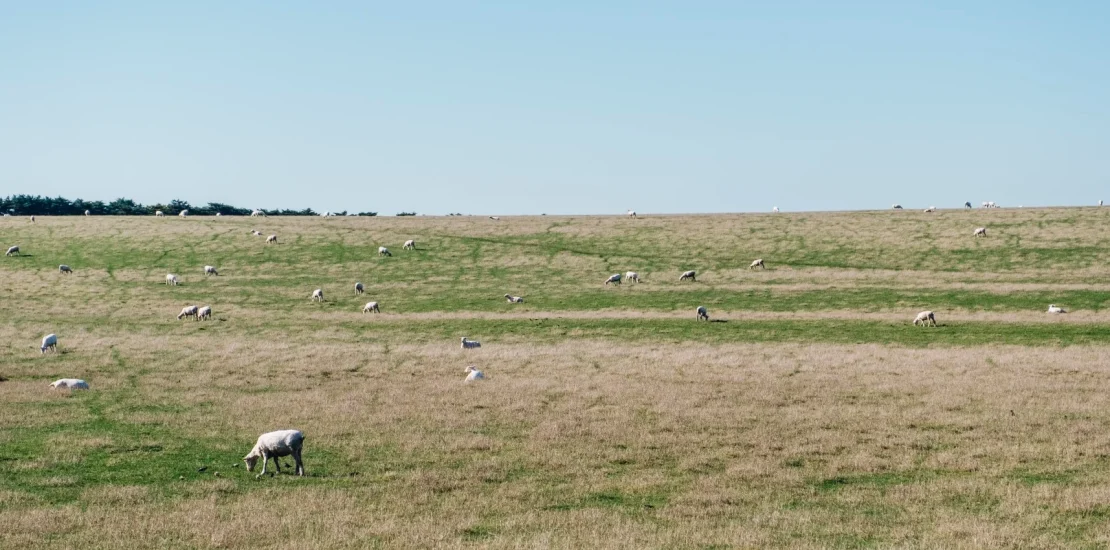 sheep grass field Ozel