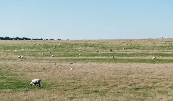 sheep grass field Ozel