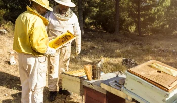 beekeepers Ozel