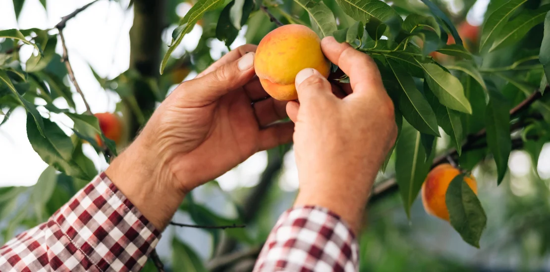 Mandalina Yetistiriciligi Nasil Yapilir scaled