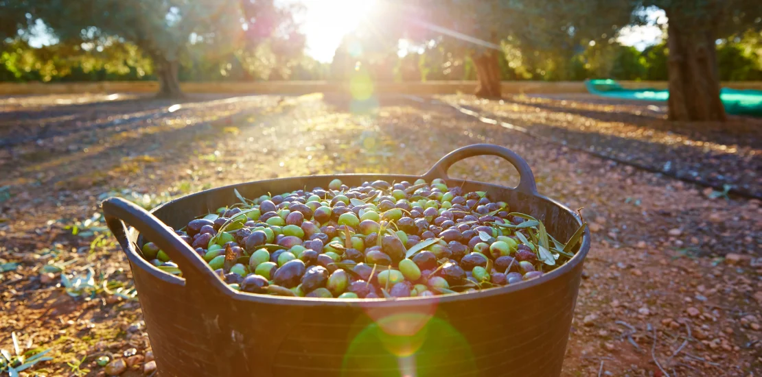 Zeytin Yetistiriciligi Nasil Yapilir scaled