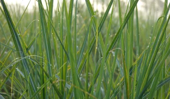 blades grass Buyuk