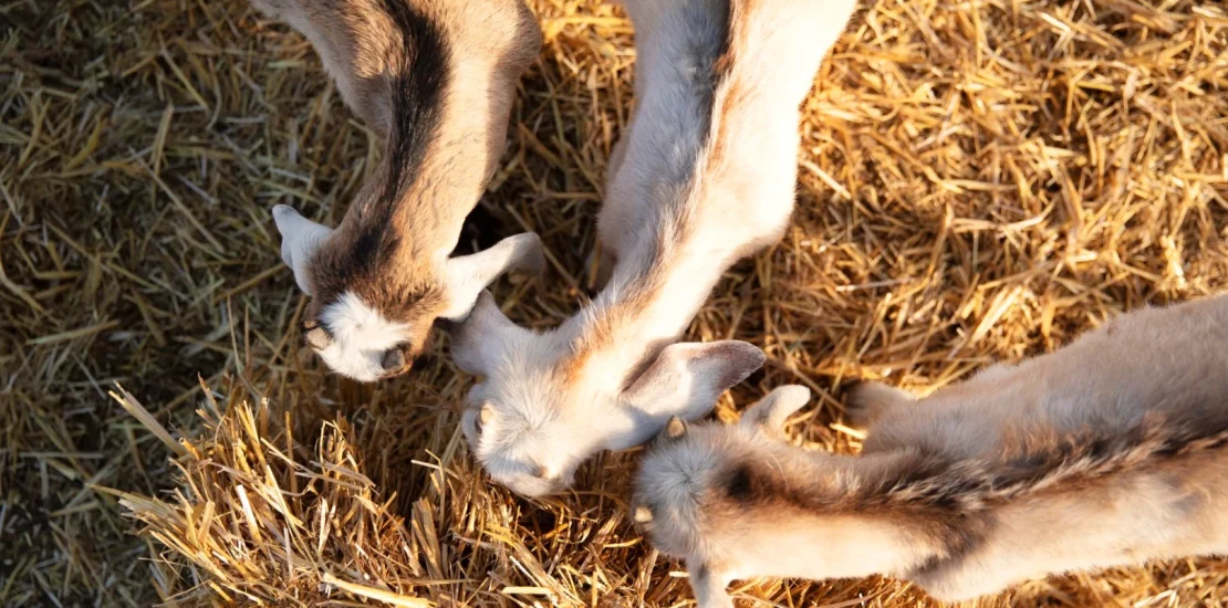 goats farm sunny day Buyuk
