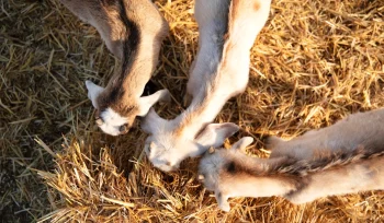 goats farm sunny day Buyuk