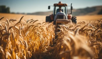 farm worker harvesting wheat golden sunset generated by artificial intelligence Buyuk