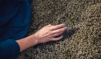 female hand touches moss nature exchanging emotion energy Buyuk 1 1