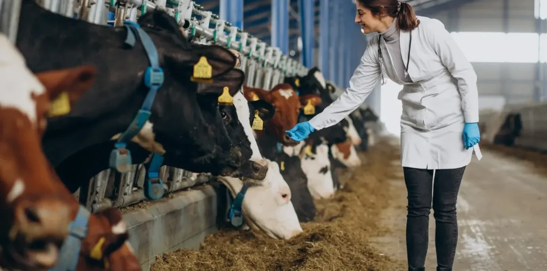 Buyukbas Hayvanlarda Asidoz Tedavisi