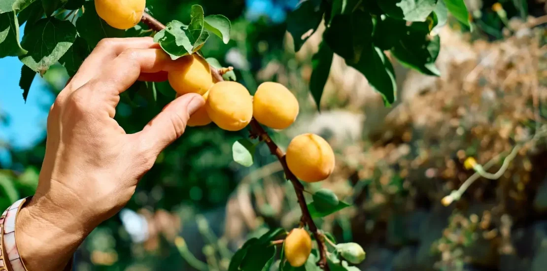 kayisi yetistiriciligi nasil yapilir