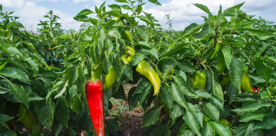 Biber Yetiştiriciliği Nasıl Yapılır