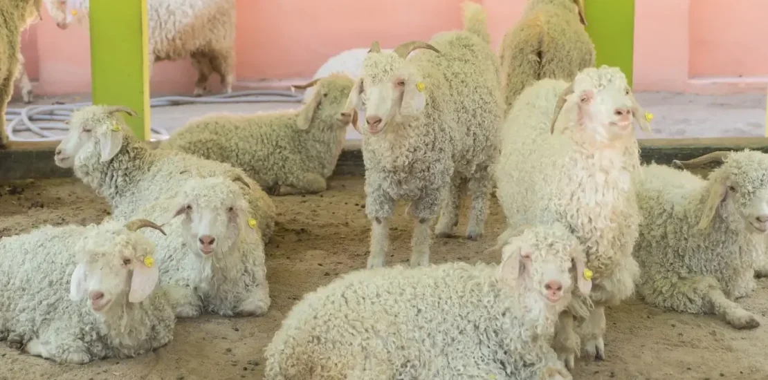 Enterotoksemi (Çelerme Hastalığı) Nedir