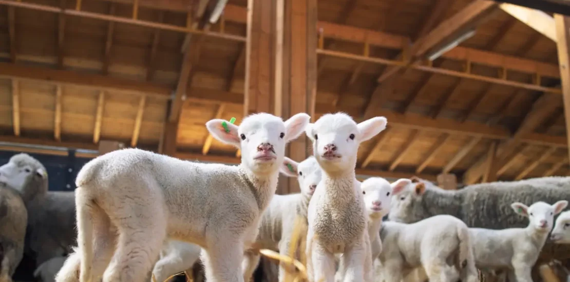 Kuzularda Yem İshali