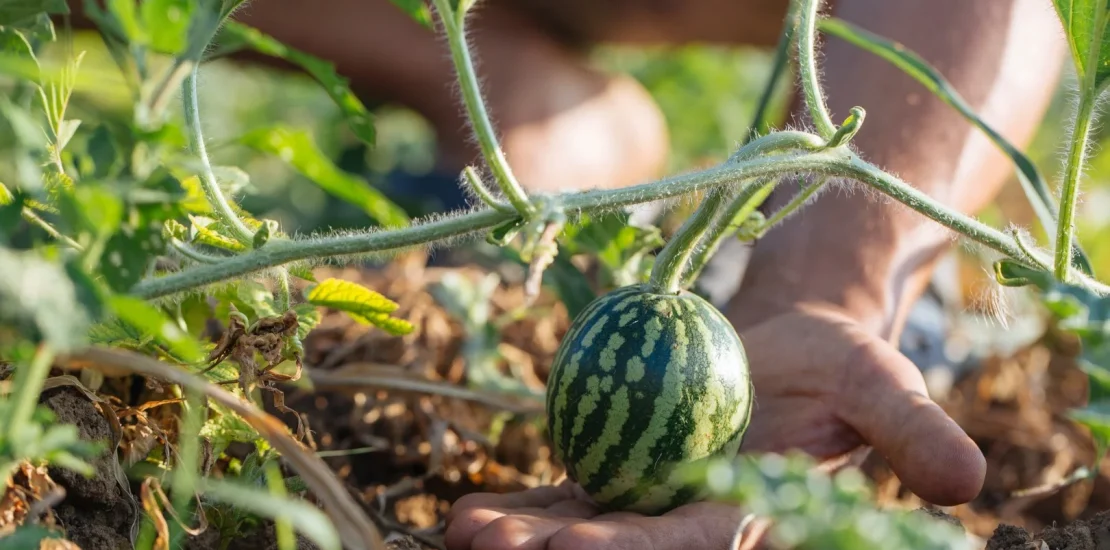 Karpuz Yetiştiriciliği Nasıl Yapılır