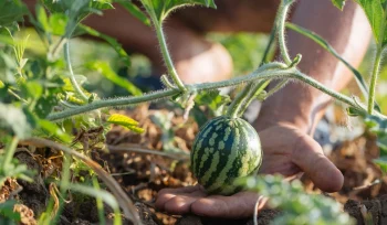 Karpuz Yetiştiriciliği Nasıl Yapılır