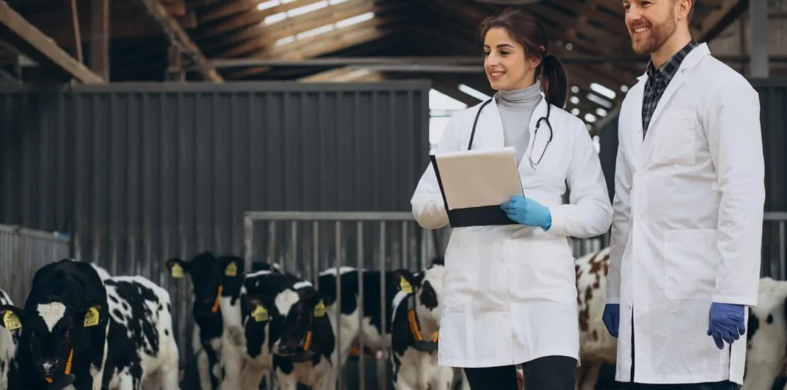 Büyükbaş Hayvan Yetiştiriciliği Sertifikası Nasıl Alınır