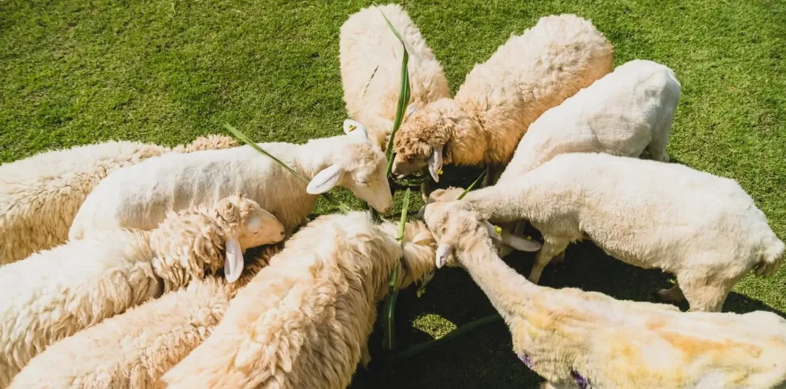 Koyunlarda Delibaş Hastalığı Nedir