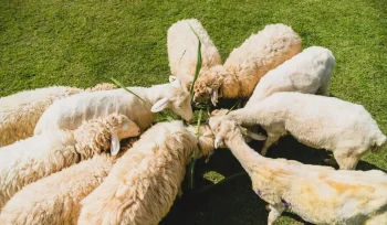 Koyunlarda Delibaş Hastalığı Nedir