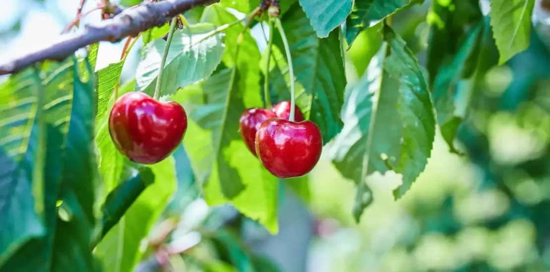 Vişne Yetiştiriciliği Nasıl Yapılır