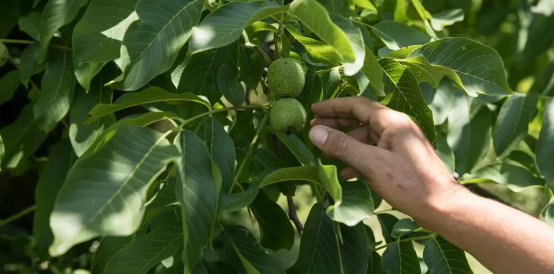 Ceviz Yetiştiriciliği Nasıl Yapılır