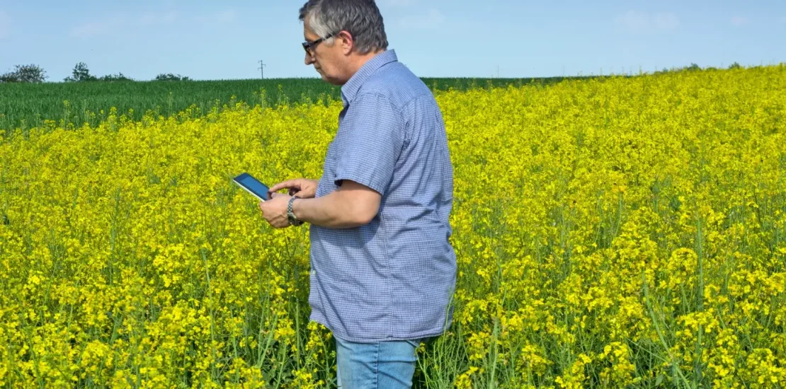 Kanola Yetiştiriciliği Nasıl Yapılır