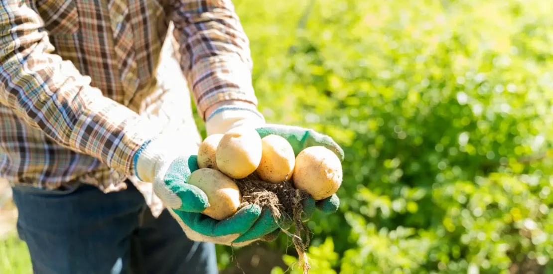 Patates Yetiştiriciliği Nasıl Yapılır
