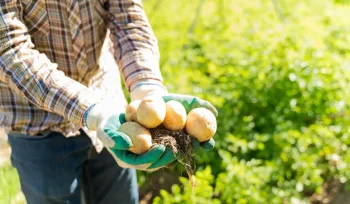 Patates Yetiştiriciliği Nasıl Yapılır