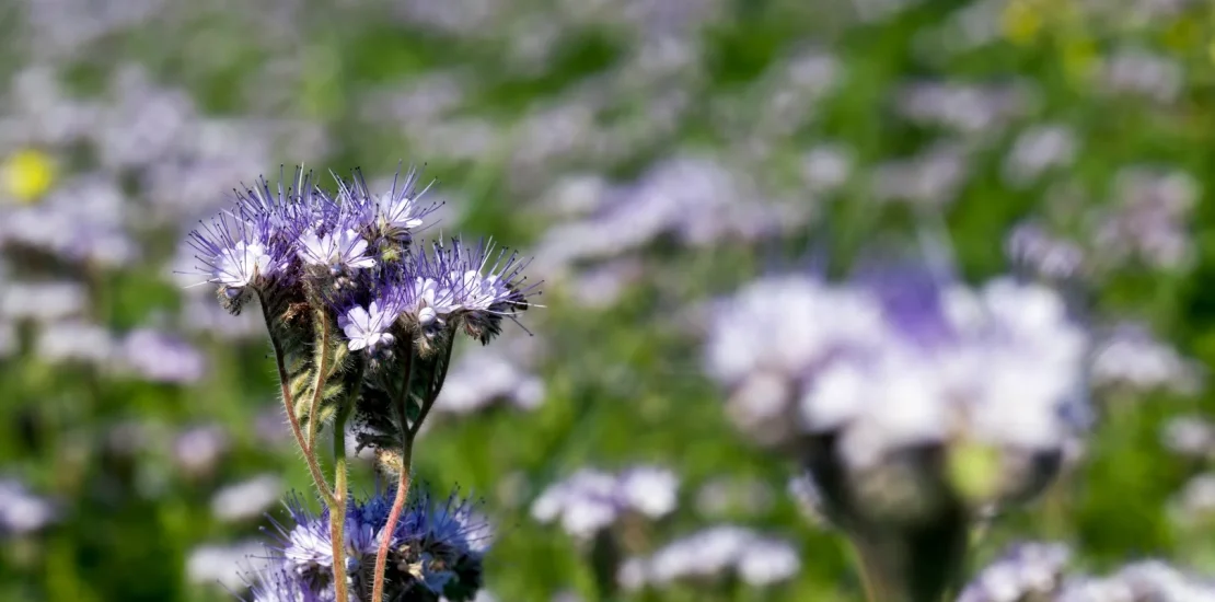 Arı Otu Yetiştiriciliği (Faselya) Nasıl Yapılır