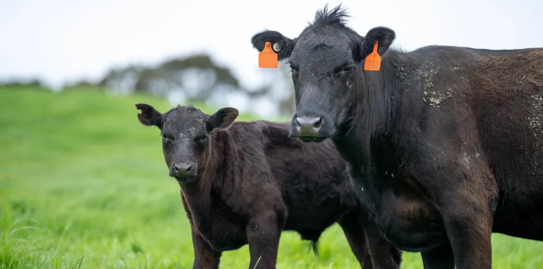 Düve Nedir, Düve Neye Denir