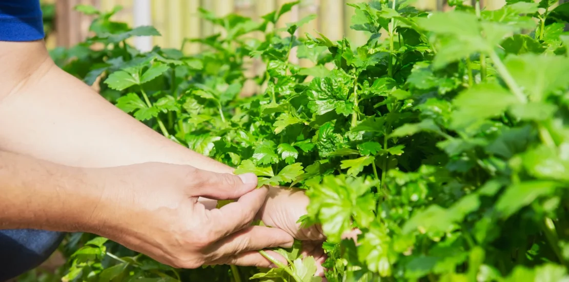 Kişniş Yetiştiriciliği Nasıl Yapılır