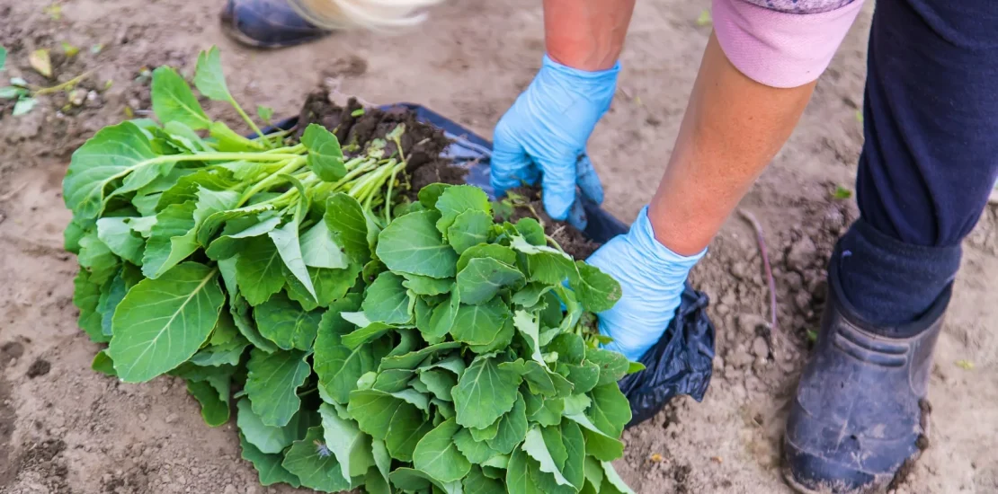 Tere Yetiştiriciliği Nasıl Yapılır