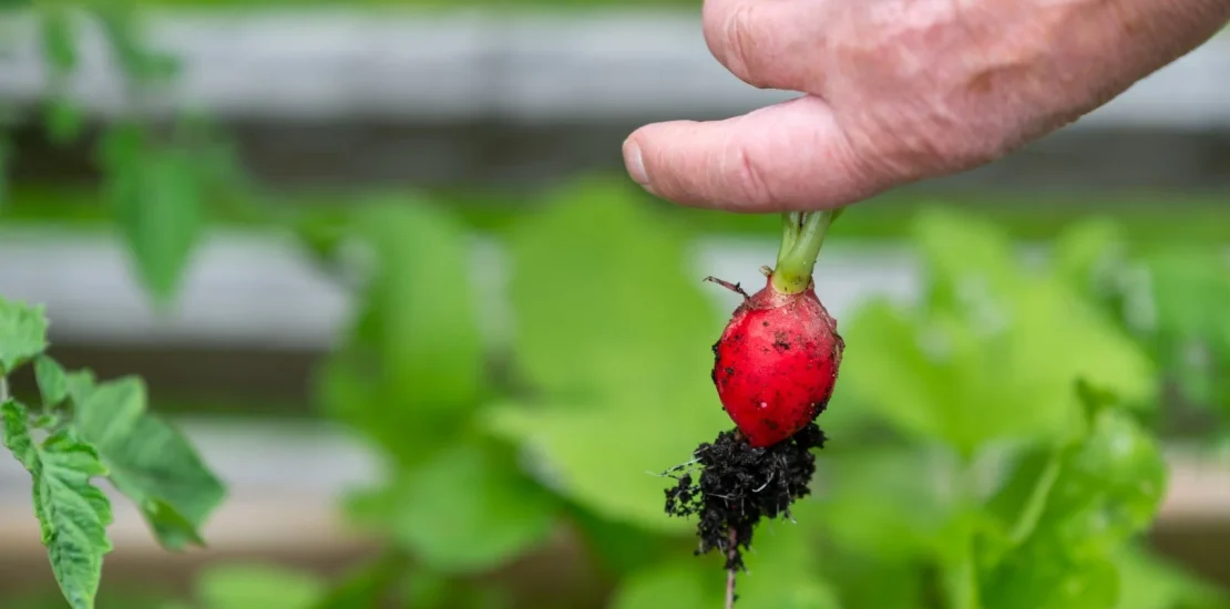 Şekerpancarı Nasıl Yetiştirilir