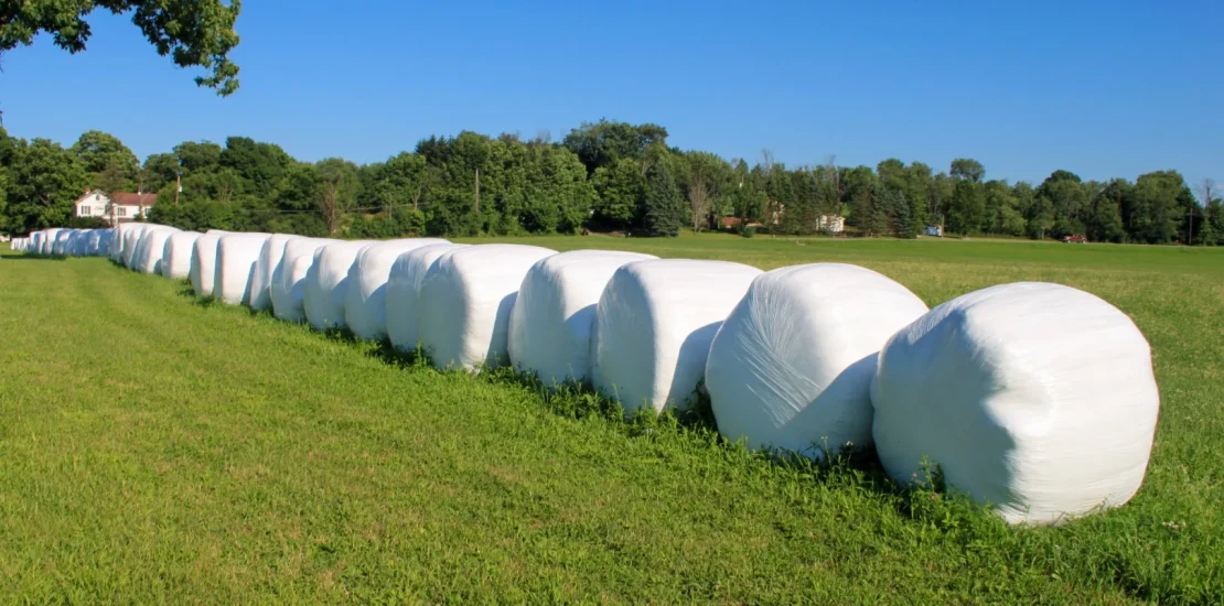 Silaj Nedir ve Nasıl Üretilir