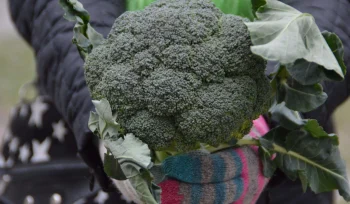 Brokoli Yetiştiriciliği Nasıl Yapılır