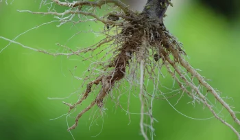 Kök Boğazı Çürüklüğü Nedir Mücadele Yöntemleri Nelerdir
