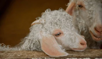 Merinos Koyunu Nedir Özellikleri Nelerdir