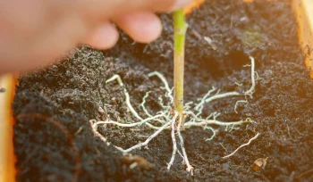 Nematod Nedir Nasıl Mücadele Edilir