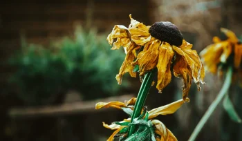Ayçiçeği Hastalıkları ve Zararlıları