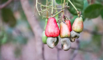 Kaju Yetiştiriciliği Nasıl Yapılır