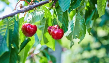 Kiraz Yetiştiriciliği Nasıl Yapılır