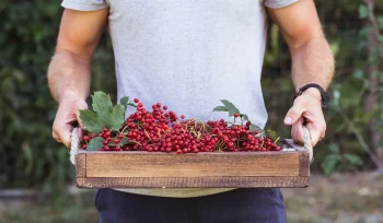 Kızılcık Yetiştiriciliği Nasıl Yapılır