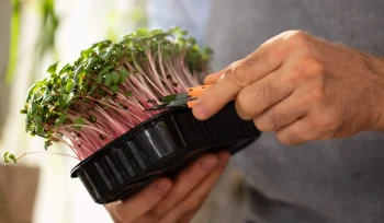 Topraksız (Hidroponik) Tarım Nedir