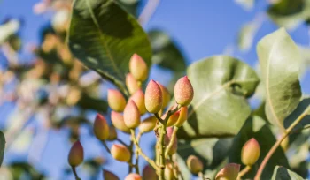 Antep Fıstığı Yetiştiriciliği Nasıl Yapılır
