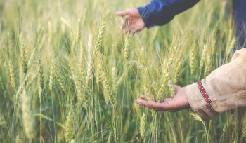 Buğday Yetiştiriciliği Nasıl Yapılır