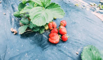 Çilek Hastalıkları ve Zararlıları Nelerdir