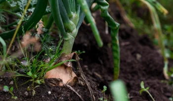 Soğan Yetiştiriciliği Nasıl Yapılır