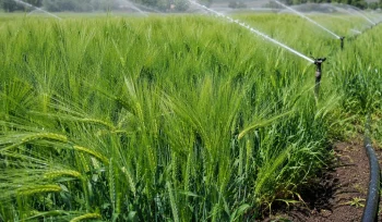 Arpa Sulama Nasıl Olmalı